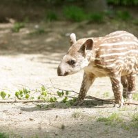 3 tjedna stara ženka tapira (2)
