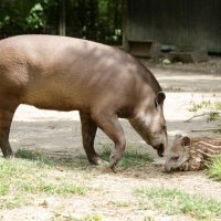 3 tjedna stara ženka tapira (3)