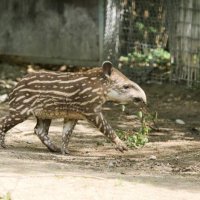 3 tjedna stara ženka tapira (4)