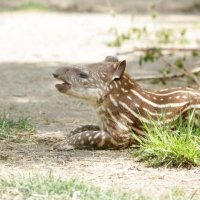 3 tjedna stara ženka tapira (5)