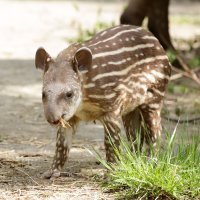 3 tjedna stara ženka tapira (1)