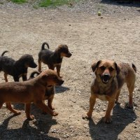 Hrabra kujica i njena četiri štenca