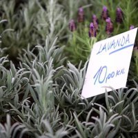 52. Floraart na Bundeku (3)