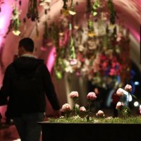 Cvjetarnik u tunelu Grič (6)