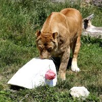 Zagrebački zoološki vrt proslavio 92. rođendan