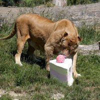 Zagrebački zoološki vrt proslavio 92. rođendan