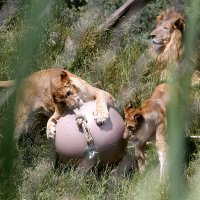 Zagrebački zoološki vrt proslavio 92. rođendan