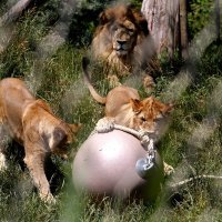 Zagrebački zoološki vrt proslavio 92. rođendan