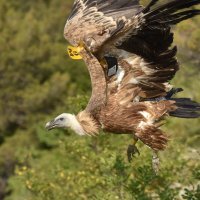 U kanjonu Čikole vraćen je u prirodu bjeloglavi sup
