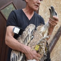 U kanjonu Čikole vraćen je u prirodu bjeloglavi sup