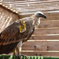 U kanjonu Čikole vraćen je u prirodu bjeloglavi sup