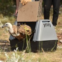 U kanjonu Čikole vraćen je u prirodu bjeloglavi sup