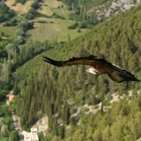 U kanjonu Čikole vraćen je u prirodu bjeloglavi sup