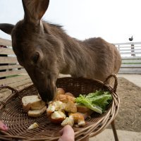 belje_vinogradi2-140414