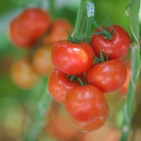 rajcice_belje9-150415