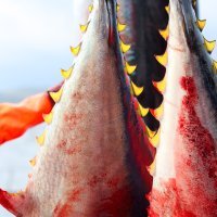 Lani je iz Hrvatske izvezeno oko 2900 tona