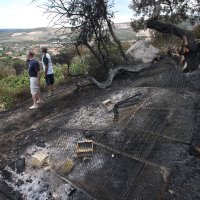 Plano dan nakon požara