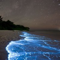 Bioluminiscencija na plaži, Maldivi