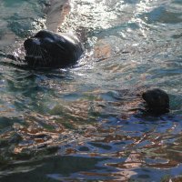 Morski lavić s mamom