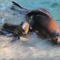 Morski lavić s mamom