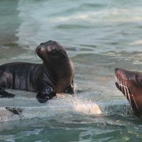 Morski lavić s mamom