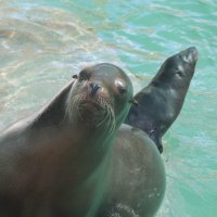 Morski lavić s mamom