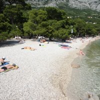 Berulia, Brela