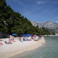 Berulia, Brela