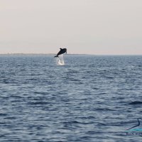 Dupini u cresko - lošinjskom akvatoriju