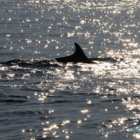 Dupini u cresko - lošinjskom akvatoriju