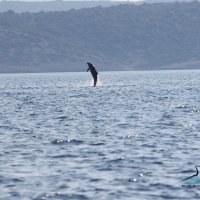 Dupini u cresko - lošinjskom akvatoriju