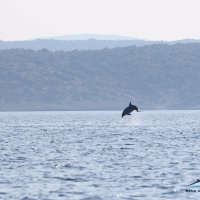 Dupini u cresko - lošinjskom akvatoriju