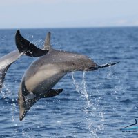 Dupini u cresko - lošinjskom akvatoriju
