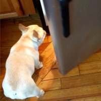 Francuski buldog Elvis 4