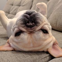 Francuski buldog Elvis 3