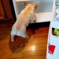 Francuski buldog Elvis 5