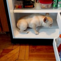 Francuski buldog Elvis 6