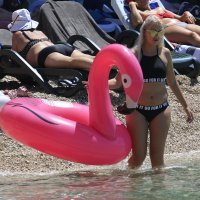 Flamingo na plaži