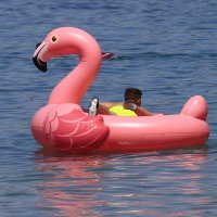 Flamingo na plaži