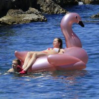 Flamingo na plaži