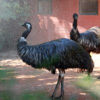 Rashlađivanje životinja u zagrebačkom ZOO-u