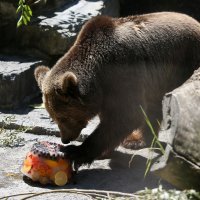 Rashlađivanje životinja u zagrebačkom ZOO-u