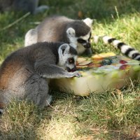 Rashlađivanje životinja u zagrebačkom ZOO-u