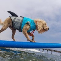 Psi surferi (4)