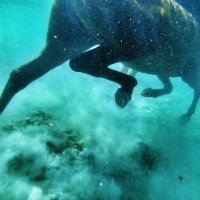 Farma konja Kukurin, Srećko Vukov i Ivana Jakopović