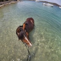 Farma konja Kukurin, Srećko Vukov i Ivana Jakopović