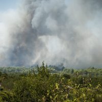 Požar kod Zatona i Rasline