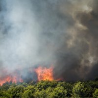 Požar kod Zatona i Rasline