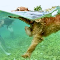 Humanitarna akcija Morski pas