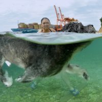 Humanitarna akcija Morski pas